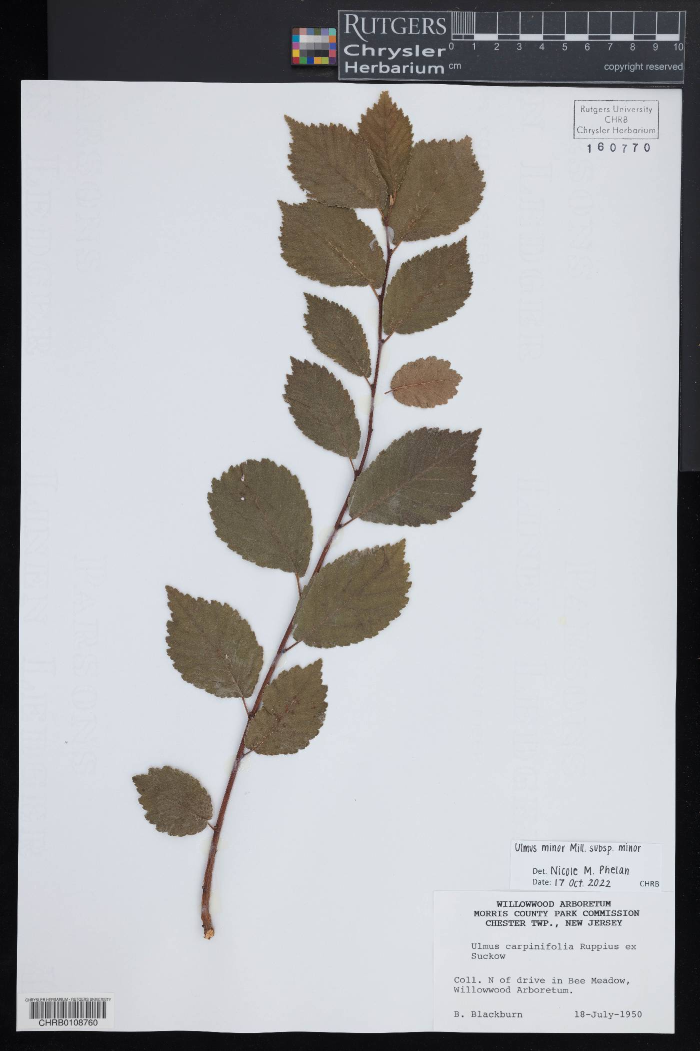 Ulmus minor subsp. minor image