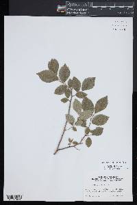 Ulmus minor image