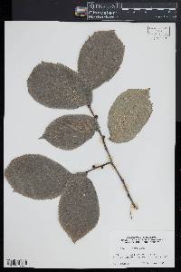 Ulmus glabra image