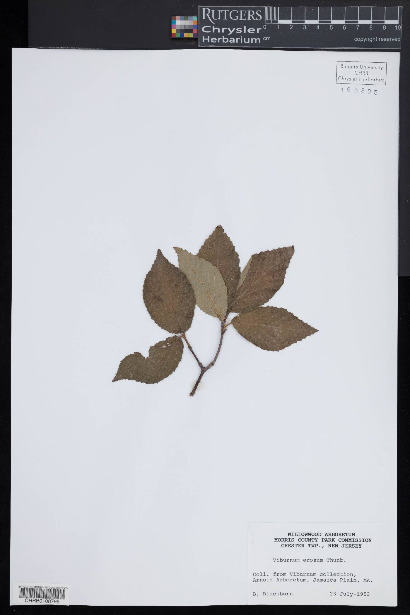 Viburnum erosum image