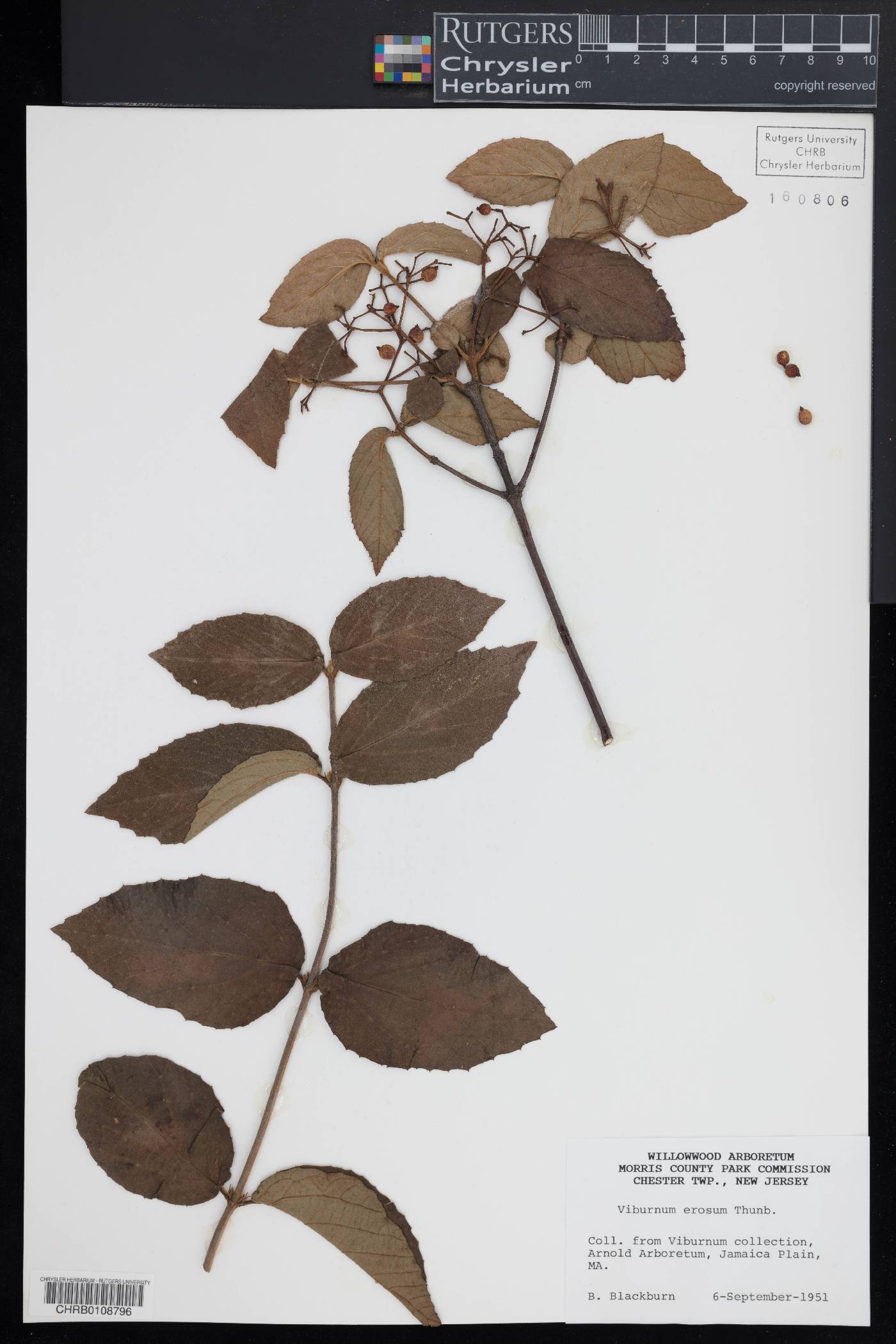 Viburnum erosum image