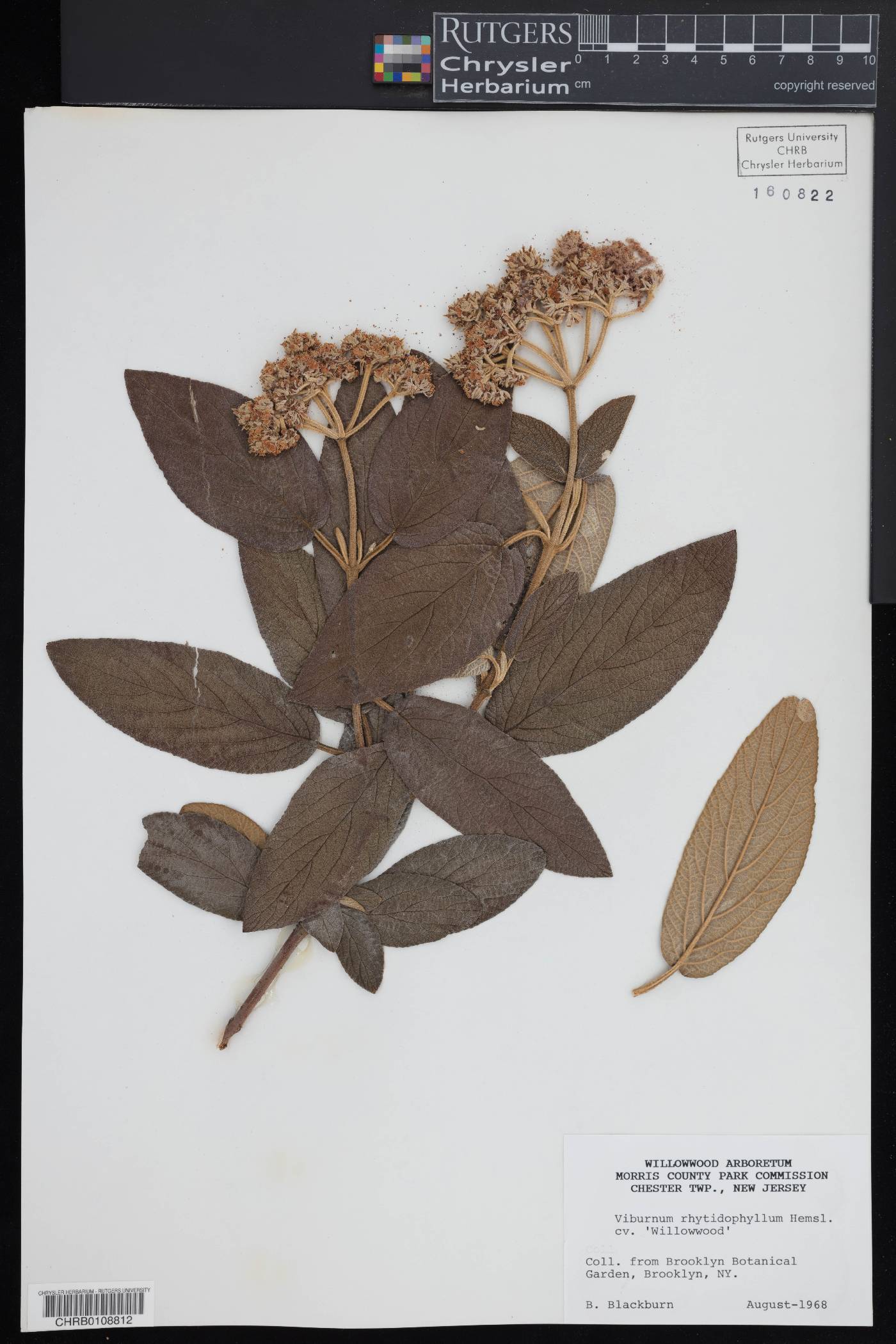 Viburnum rhytidophyllum image