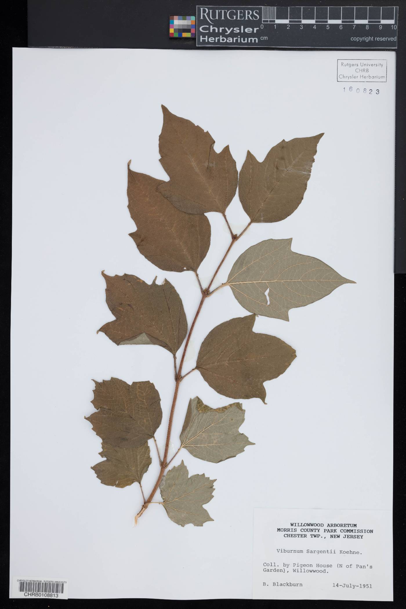 Viburnum sargentii image