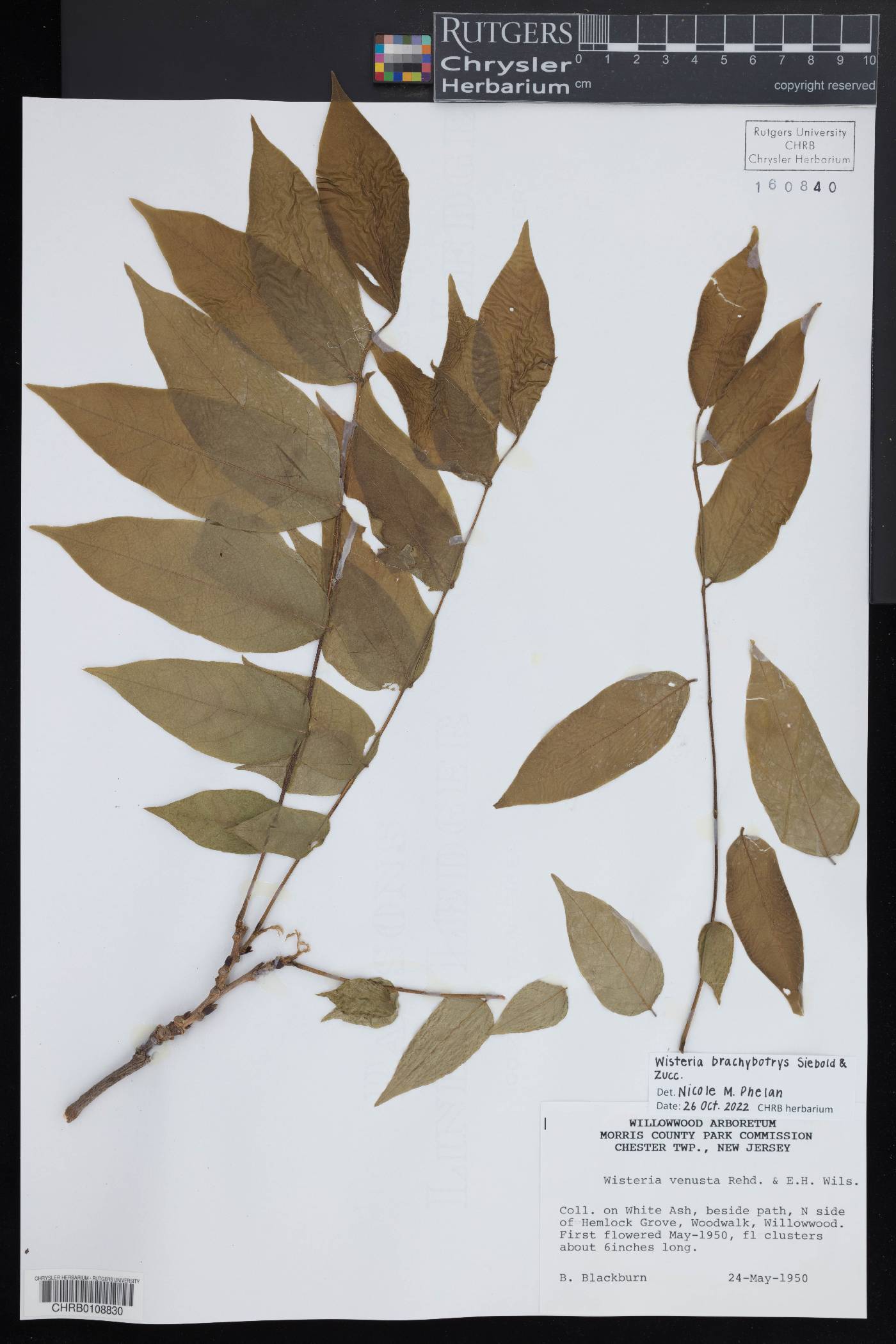 Wisteria brachybotrys image