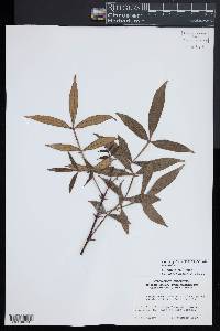 Zanthoxylum armatum image