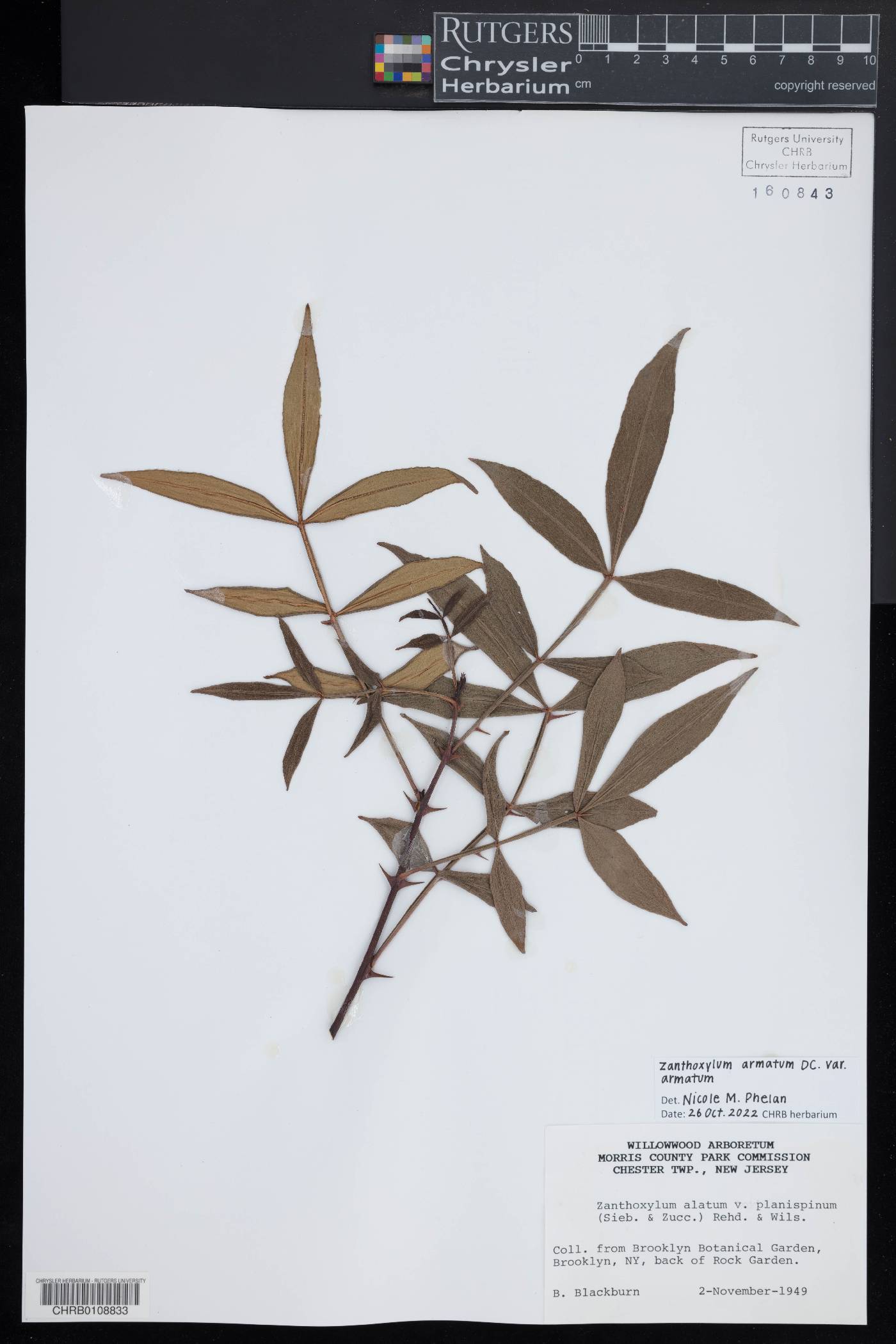 Zanthoxylum armatum var. armatum image