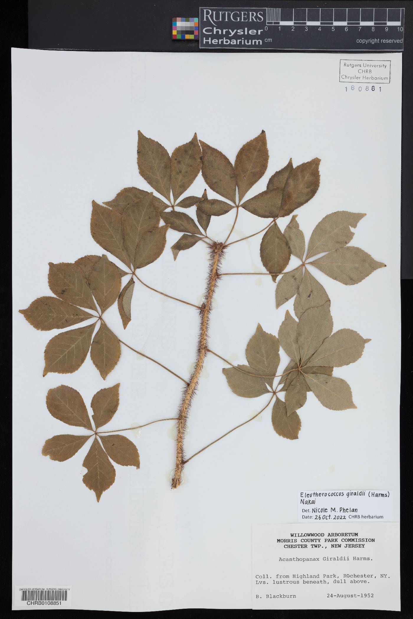 Eleutherococcus giraldii image