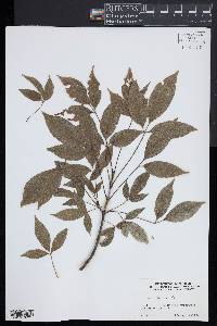 Acer henryi image