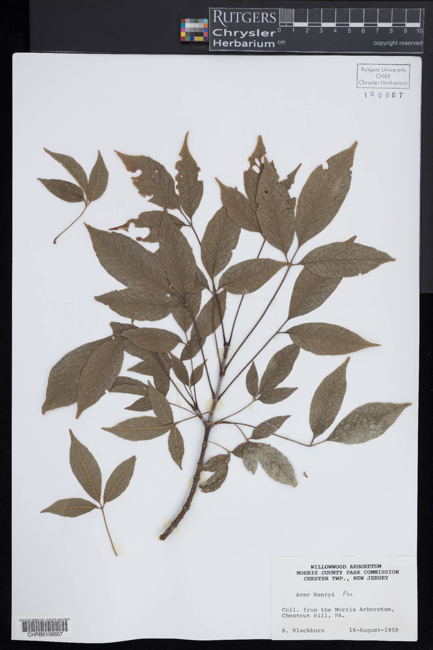 Acer henryi image