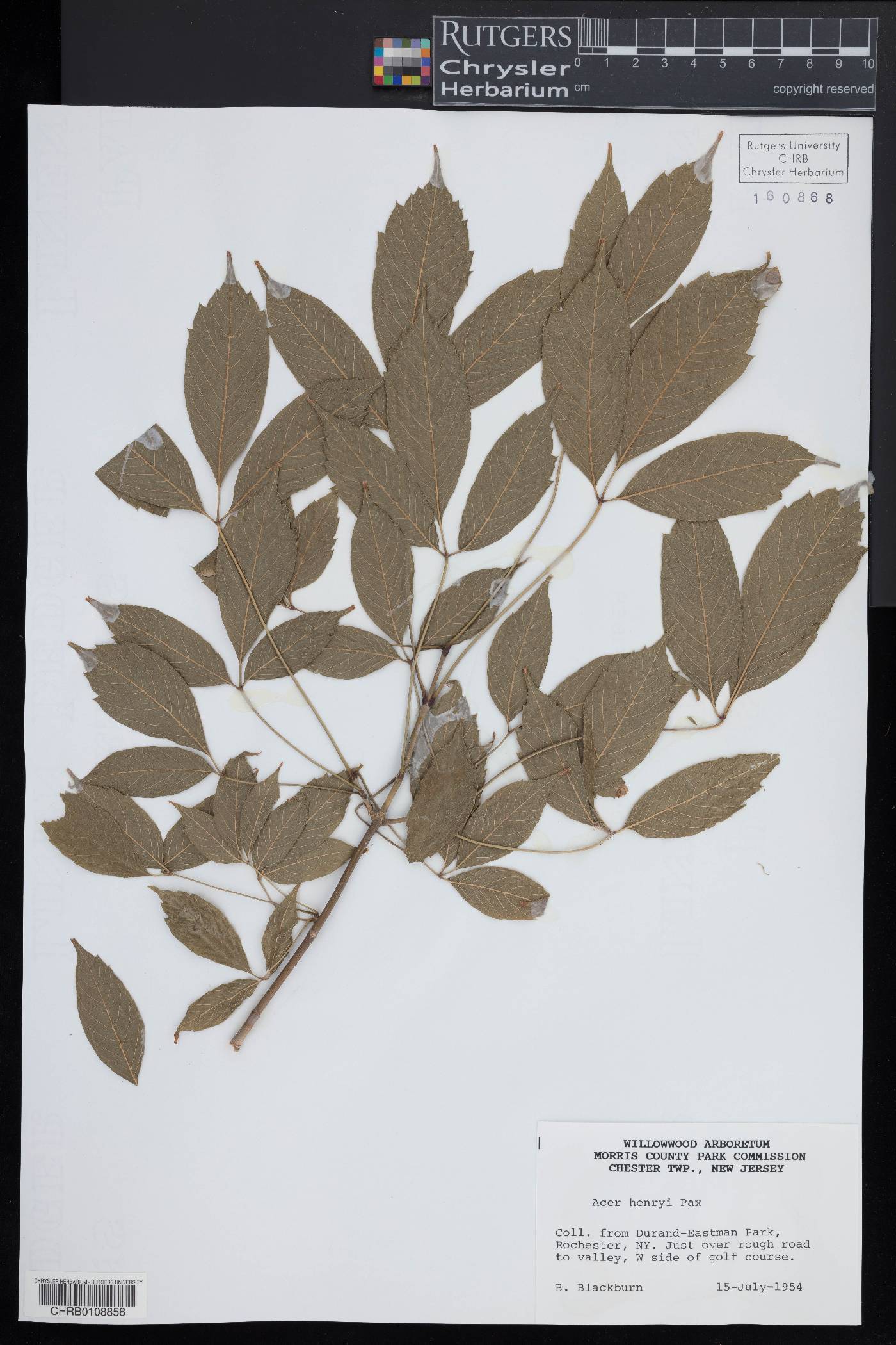 Acer henryi image