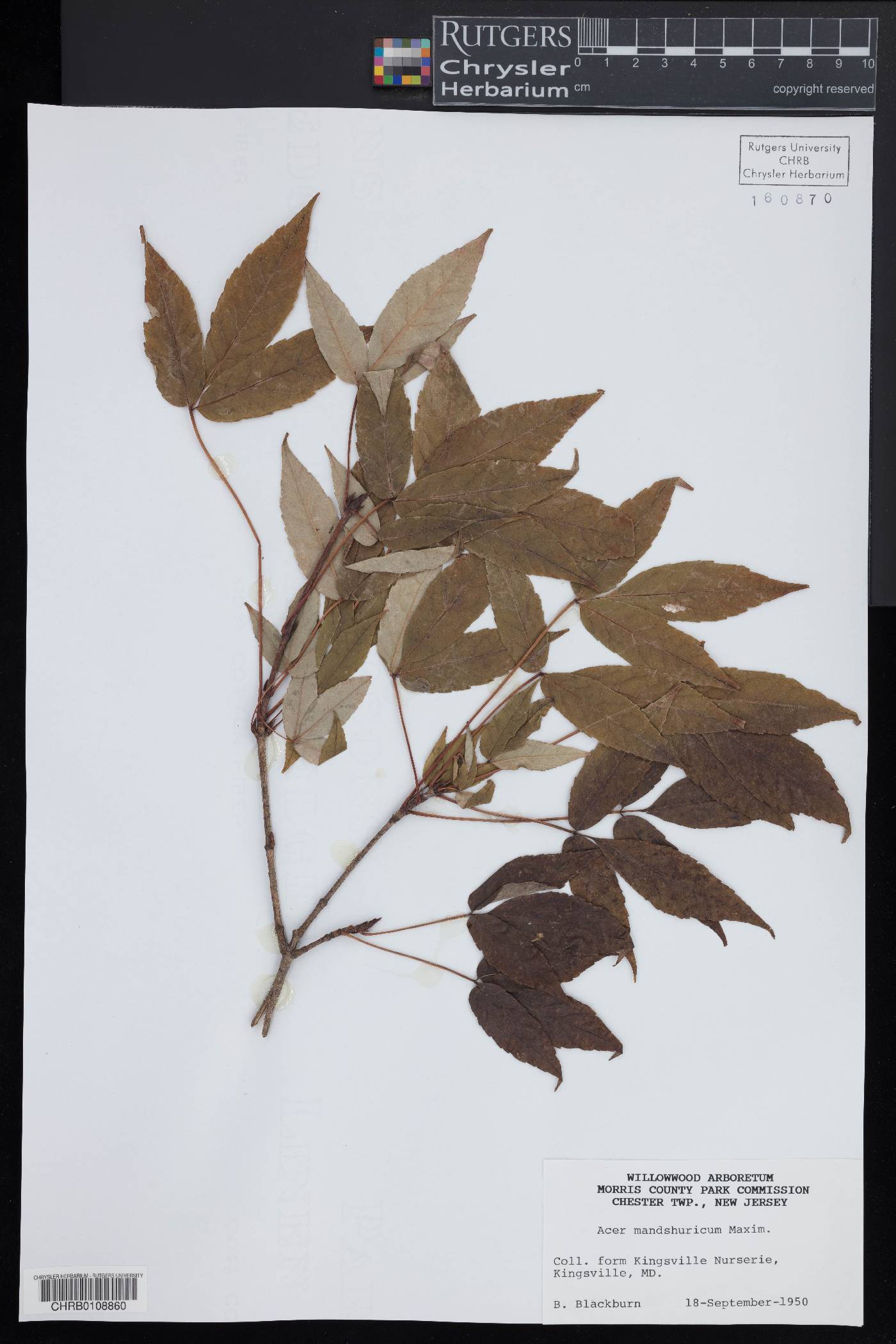 Acer mandshuricum image