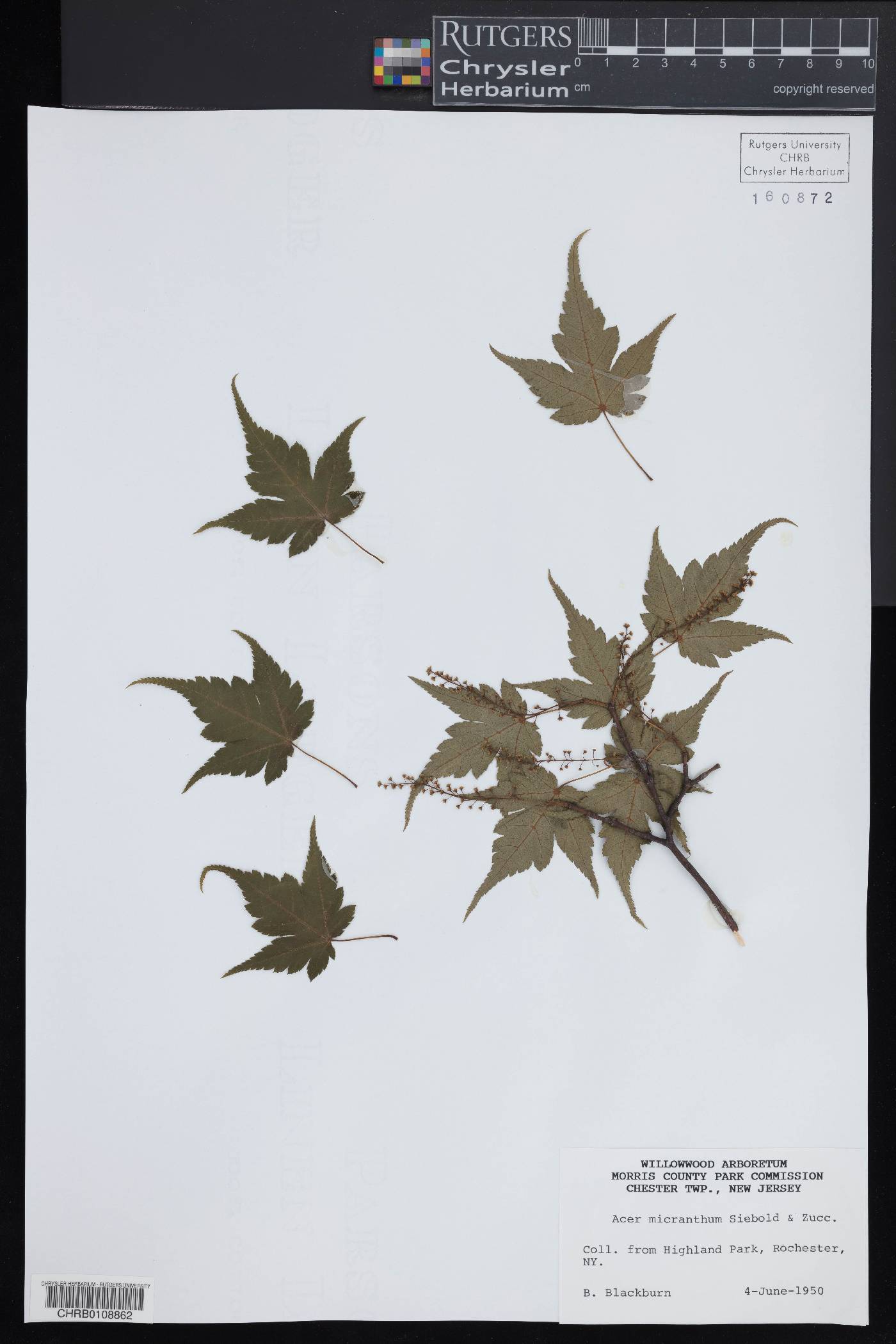 Acer micranthum image