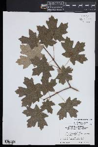 Acer grandidentatum image