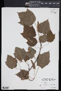 Acer spicatum image