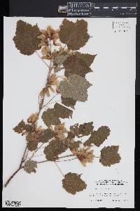 Acer spicatum image