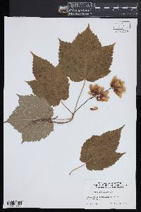 Acer spicatum image