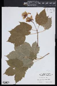 Acer spicatum image