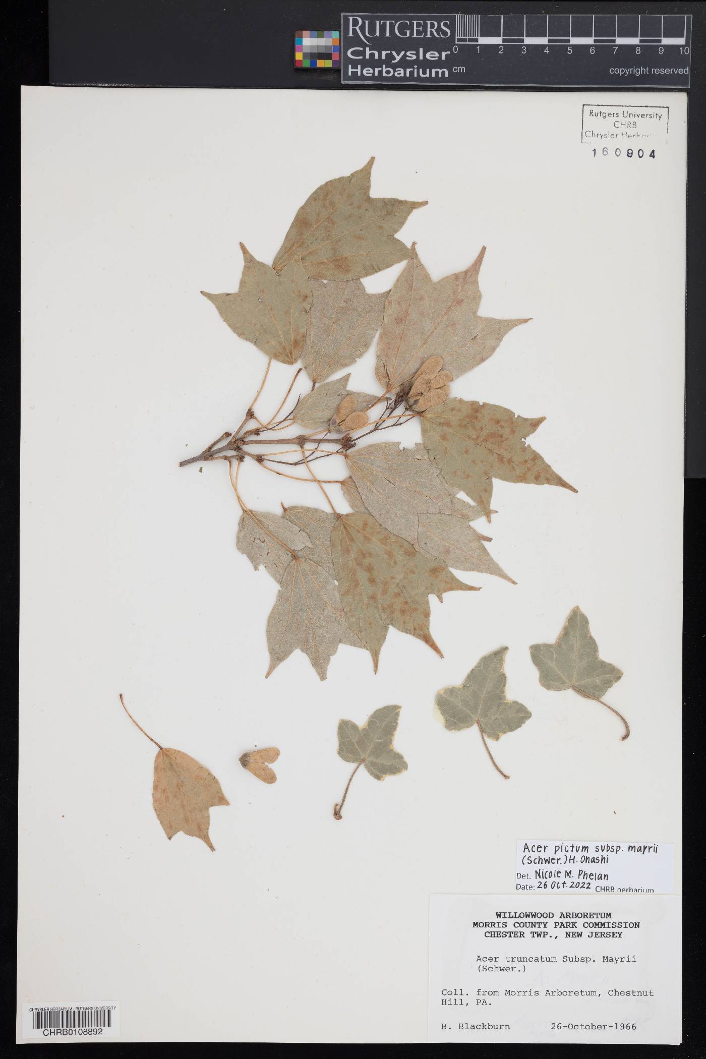 Acer pictum subsp. mayrii image