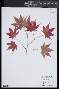 Acer palmatum image