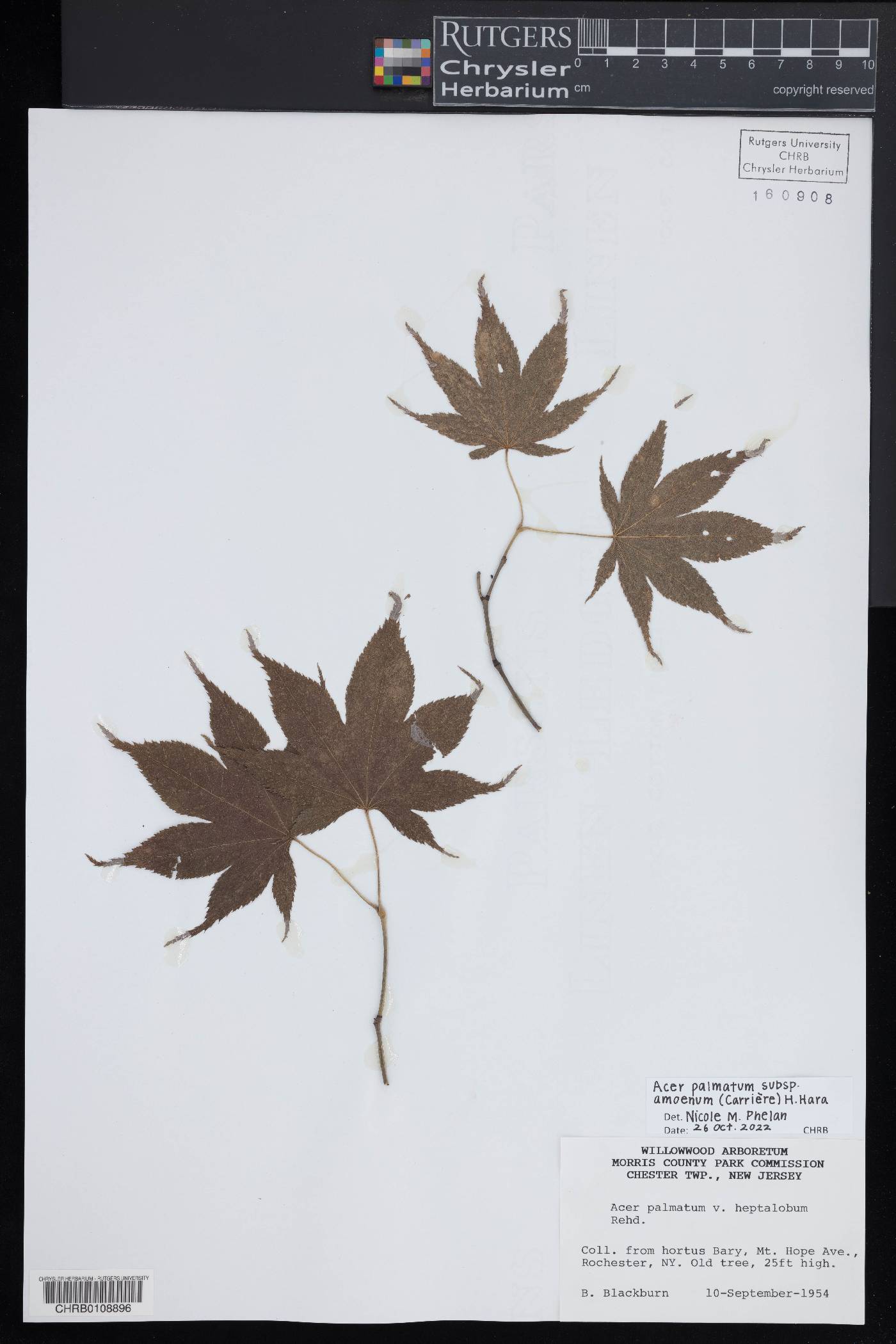 Acer palmatum subsp. amoenum image