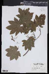 Acer circinatum image