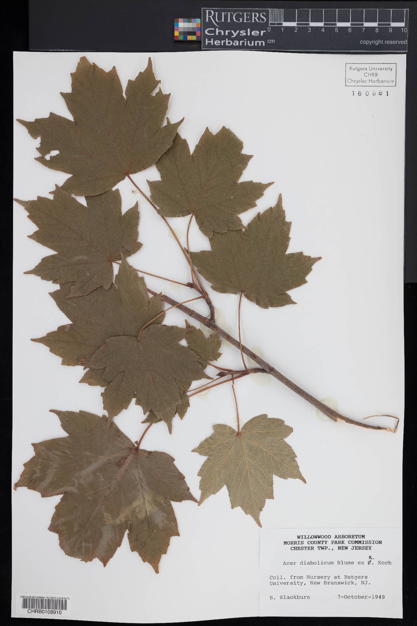 Acer diabolicum image