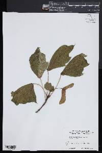 Acer platanoides image