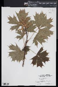 Acer platanoides image