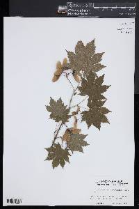 Acer pseudosieboldianum image
