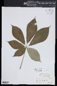 Aesculus parviflora image