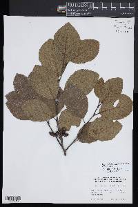 Alnus incana subsp. rugosa image