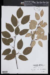 Amelanchier laevis image