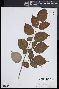 Aralia spinosa image