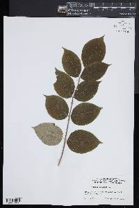 Aralia spinosa image