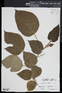 Broussonetia papyrifera image