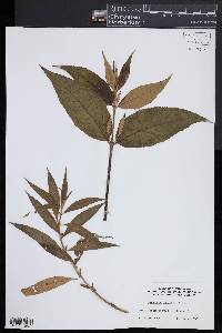 Buddleja davidii image