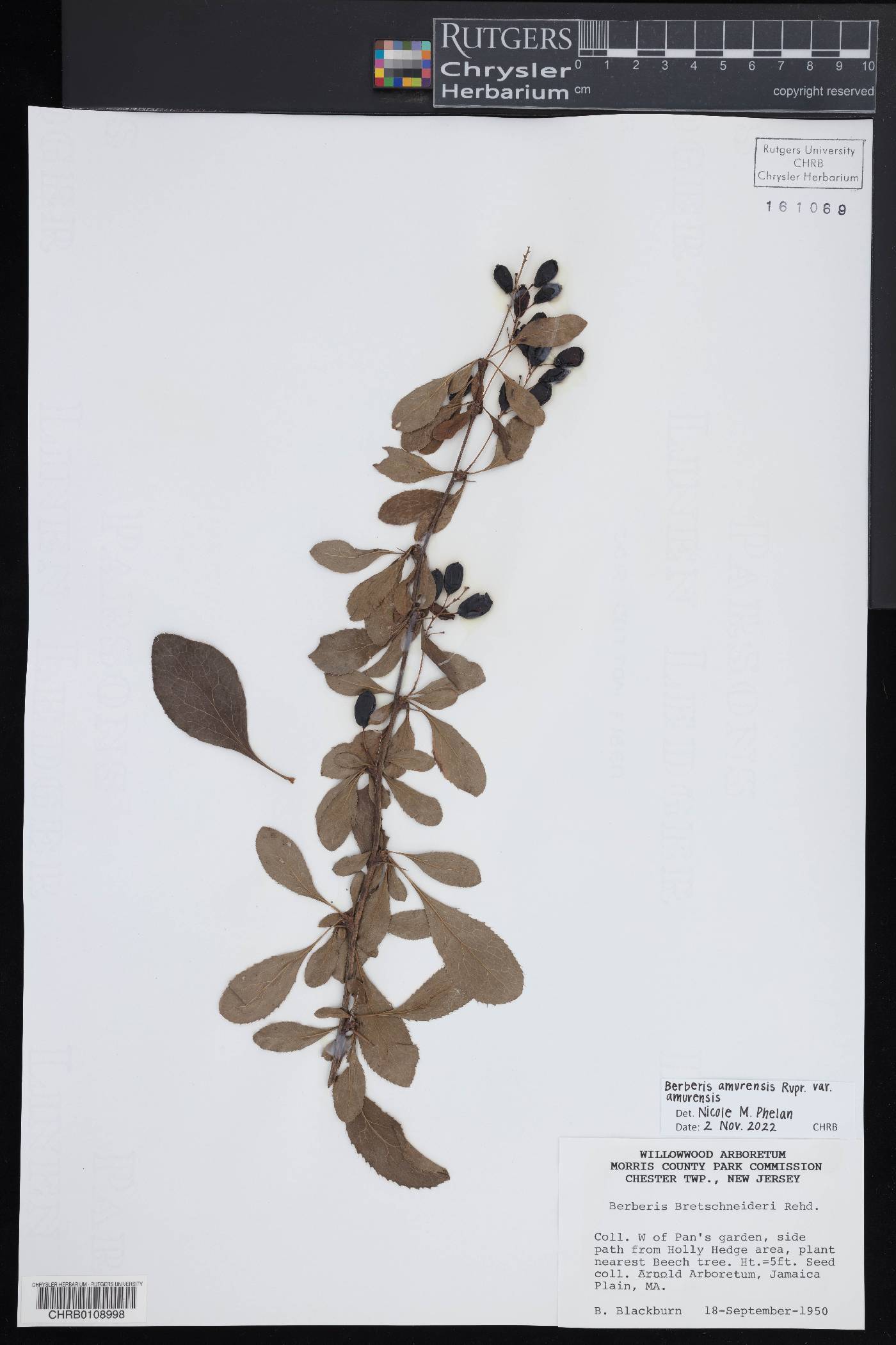 Berberis amurensis image