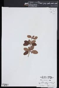 Berberis diaphana image