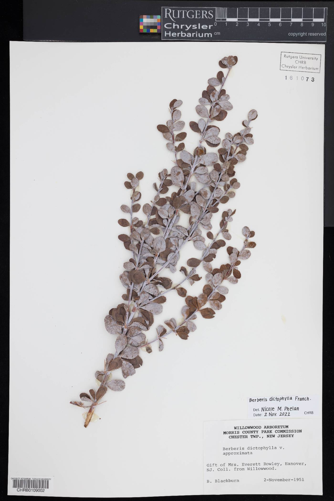 Berberis dictyophylla image