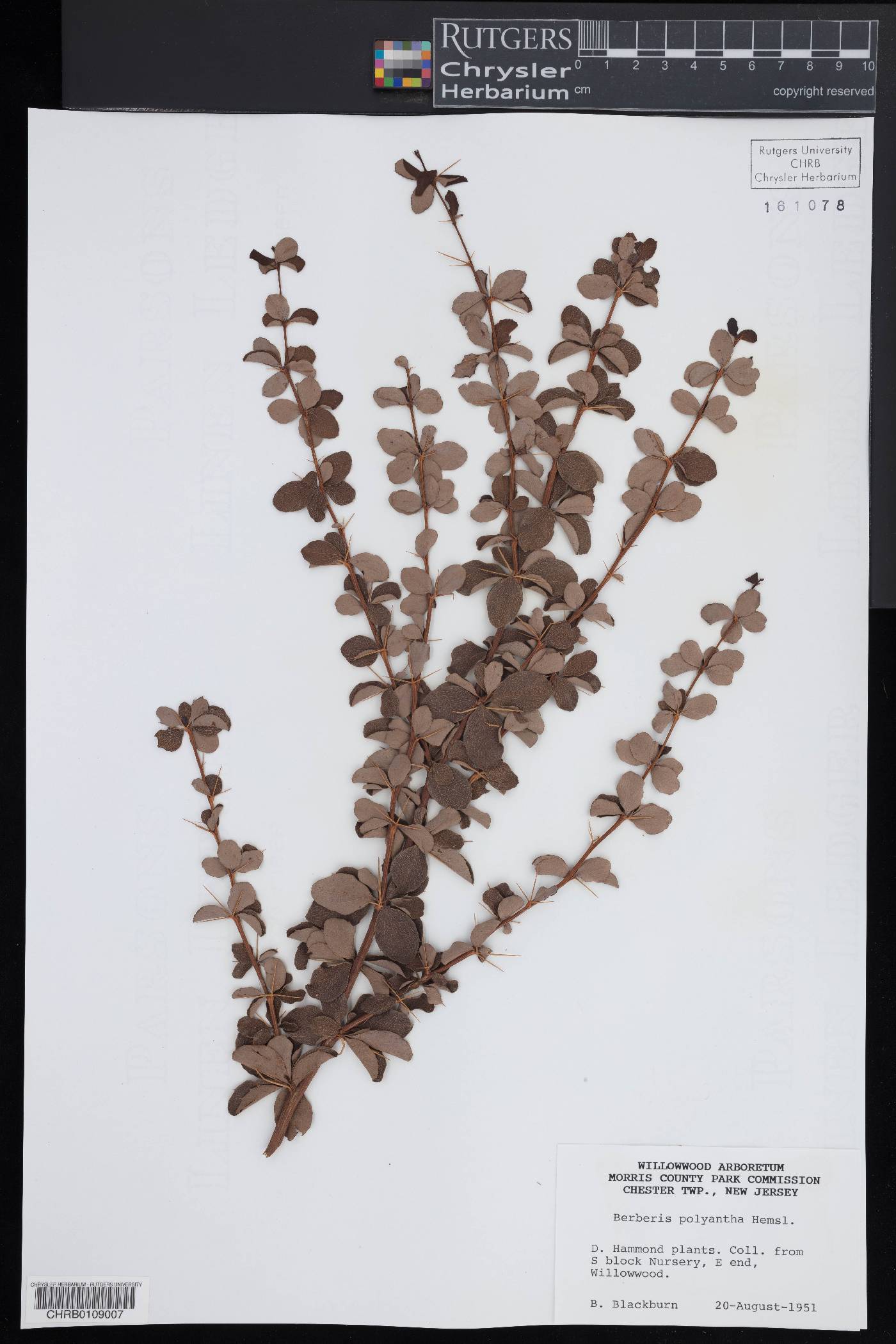 Berberis polyantha image