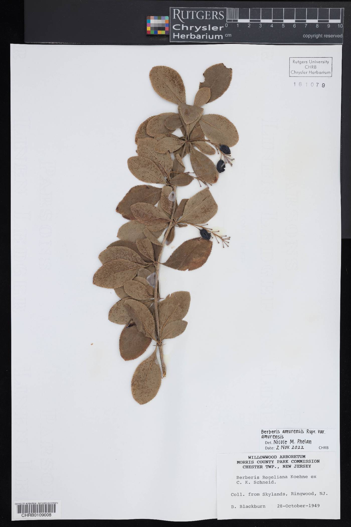 Berberis amurensis image