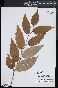 Betula × caerulea image