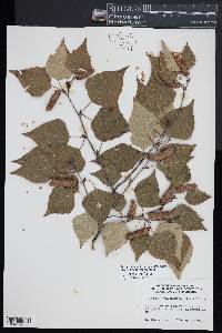 Betula pendula subsp. mandshurica image