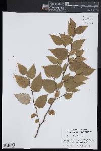 Image of Betula schmidtii