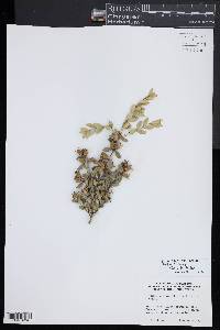 Buxus sinica image