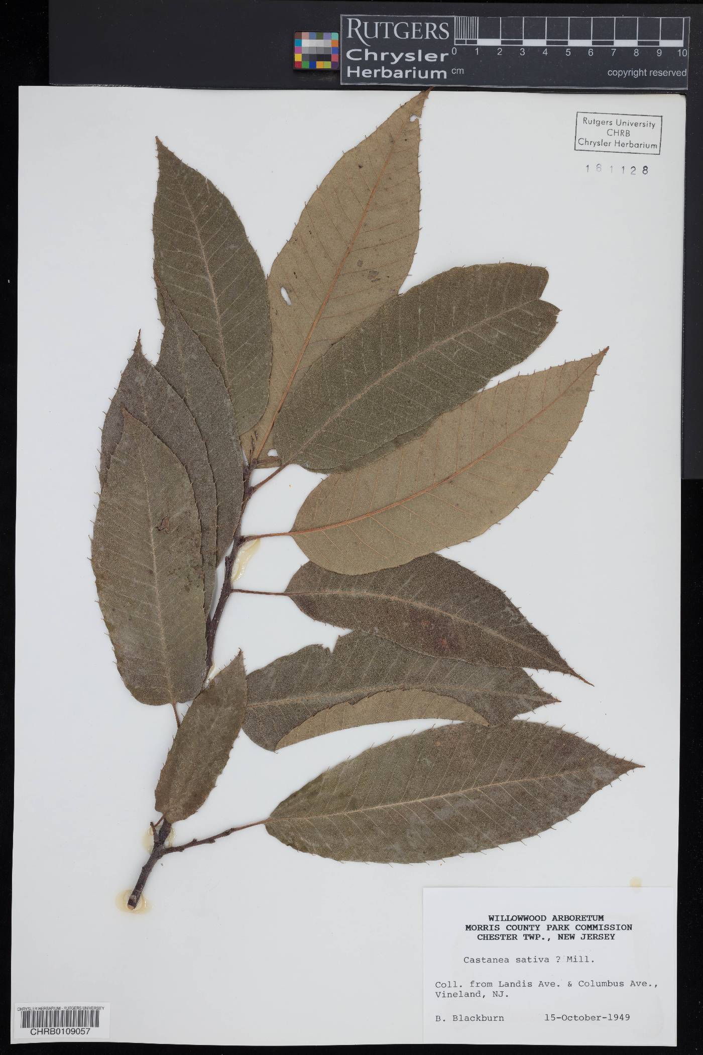 Castanea sativa image