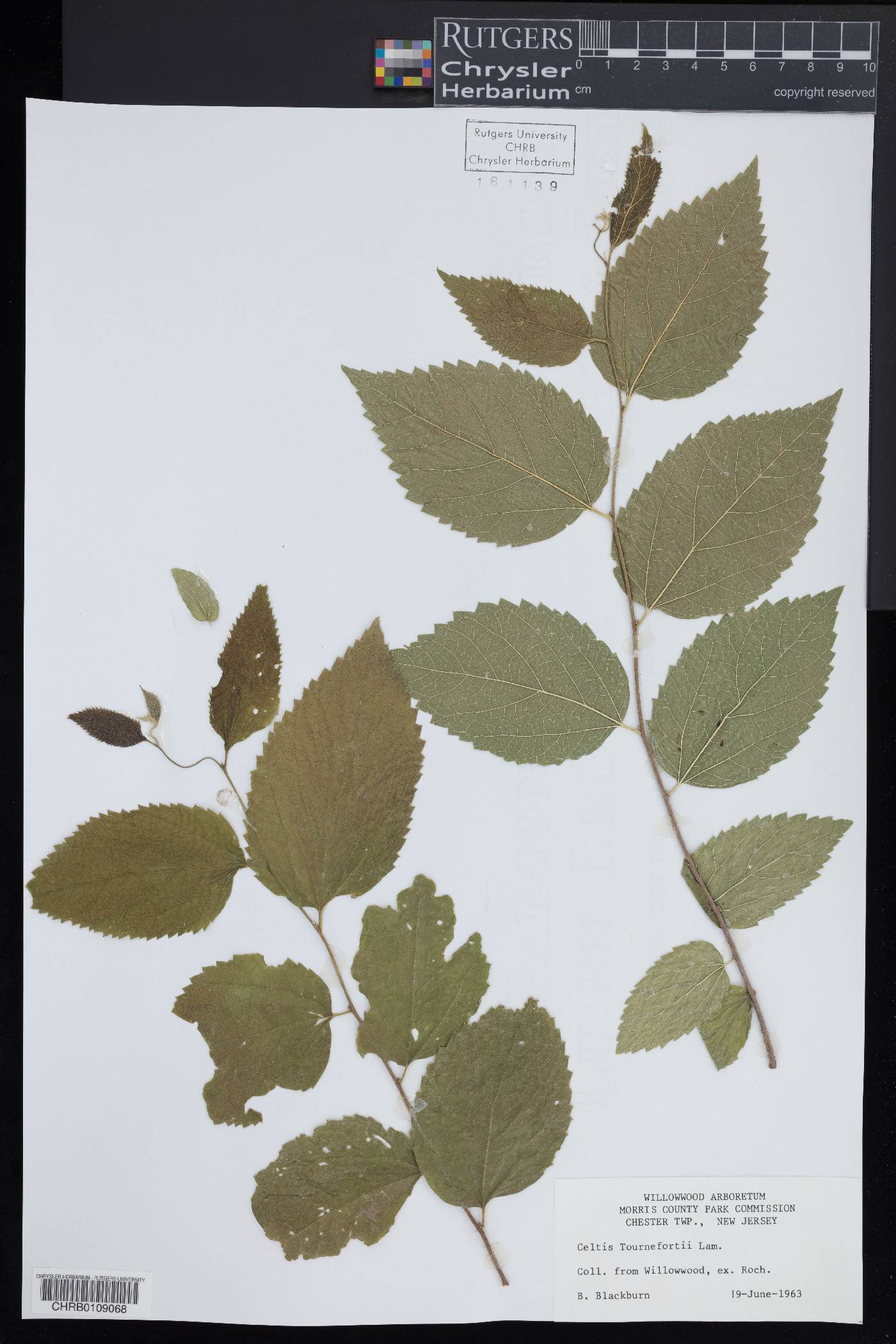 Celtis tournefortii image