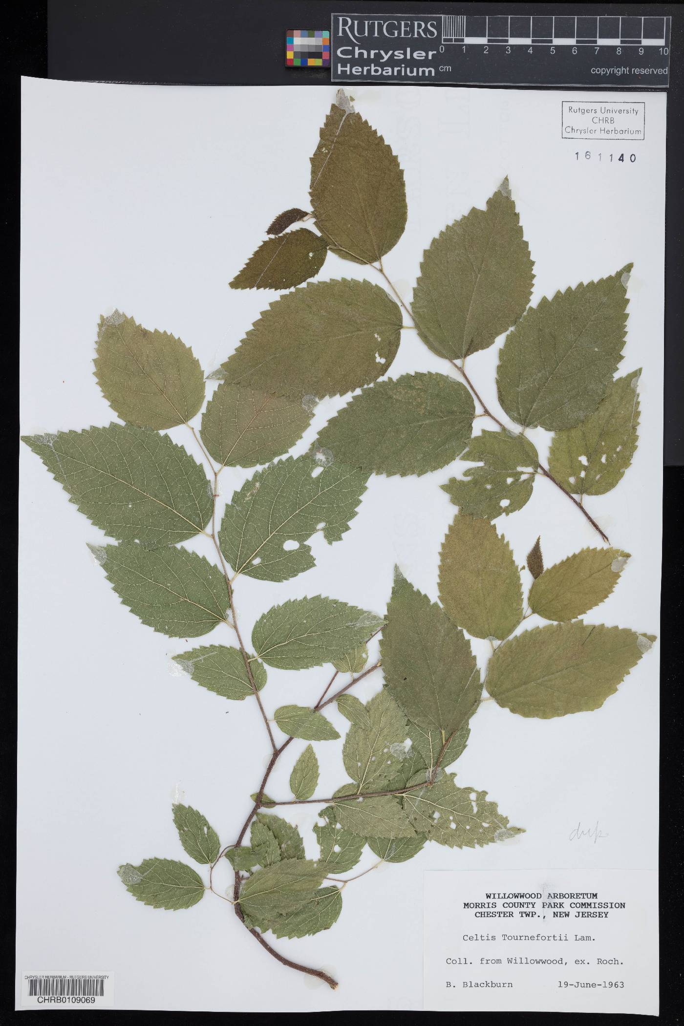 Celtis tournefortii image