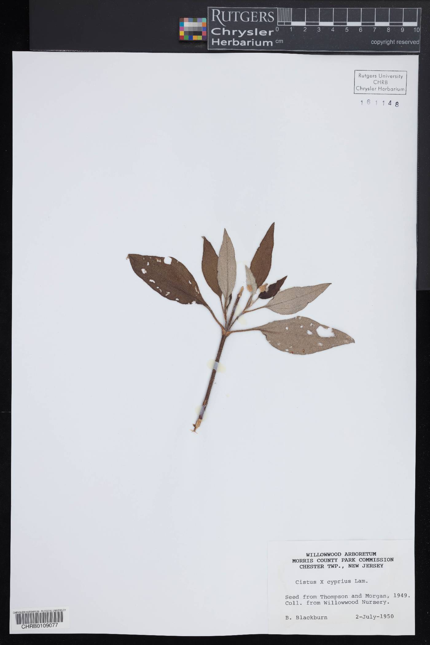 Cistus × cyprius image