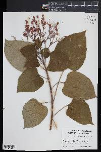 Clerodendrum trichotomum image